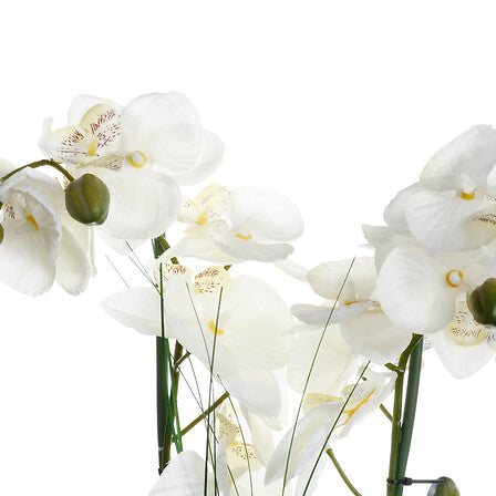 Orchidée - Alini