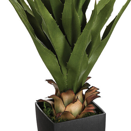 Agave - Neema