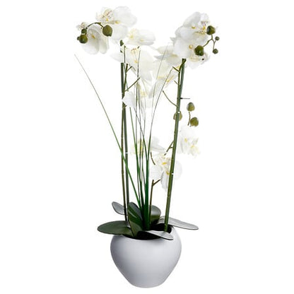 Orchidée - Alini