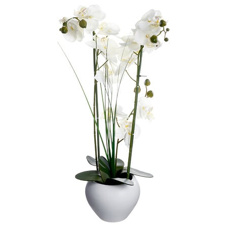 Orchidée - Alini