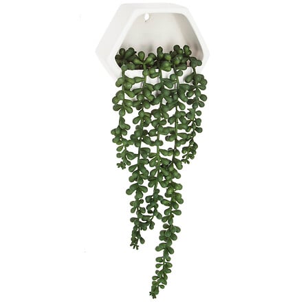 Plante Suspendue - Ayame