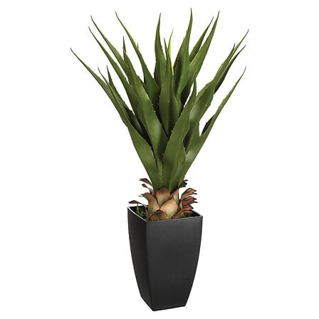 Agave - Neema