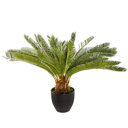 Plante Ananas - Anani