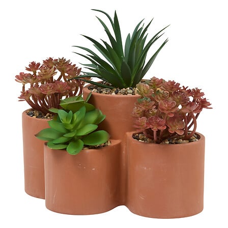 Plante Grasse - Wong